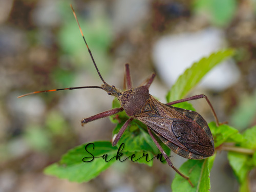 Isyndus obscurus