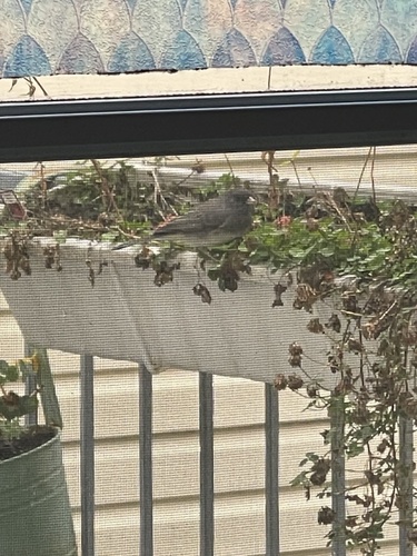 Dark-eyed Junco