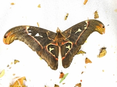 Attacus caesar