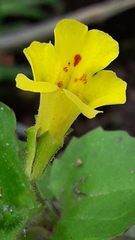 Erythranthe glabrata, photograph author not stated, no rights reserved