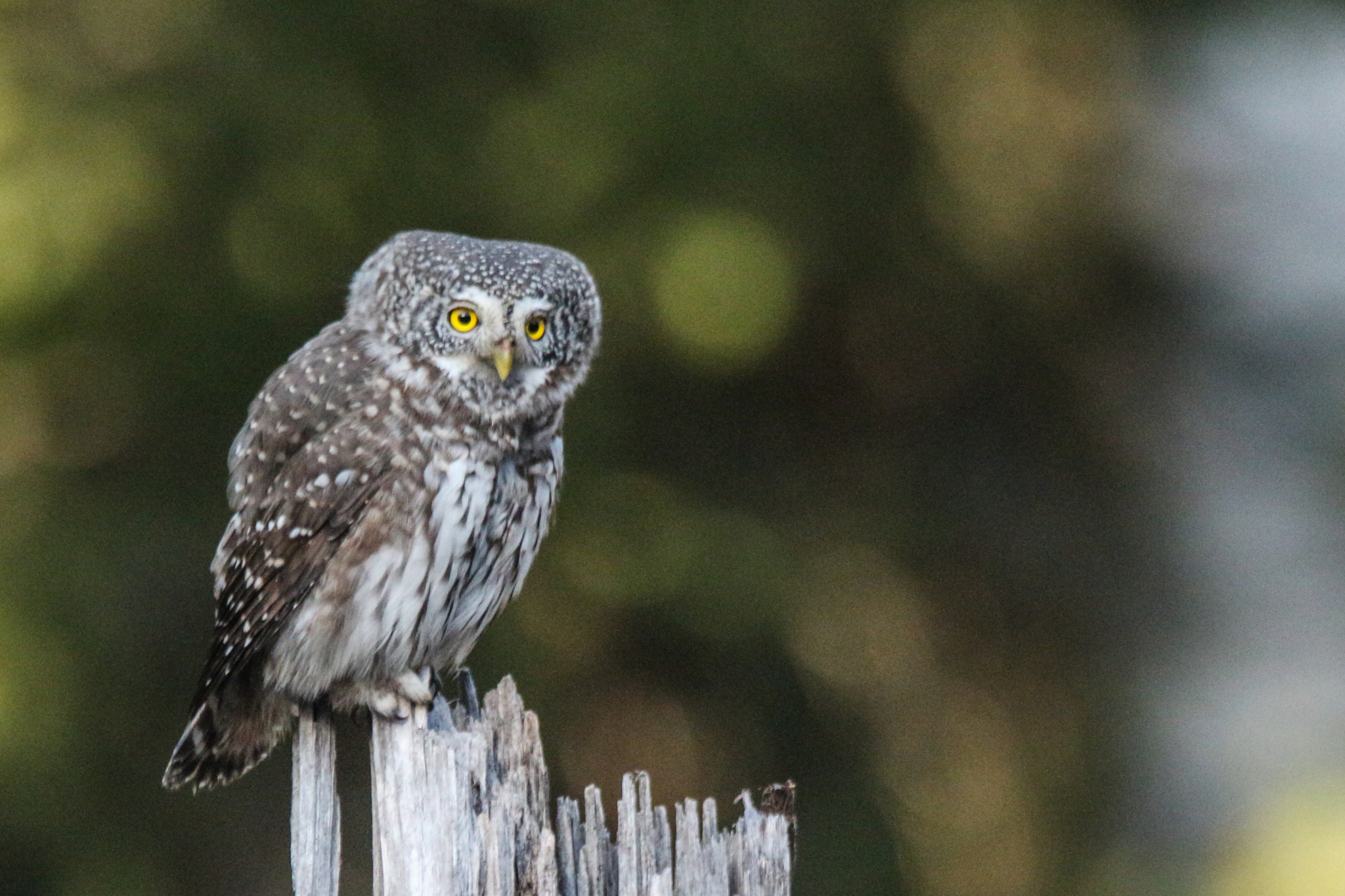 Eurasian Pygmy-Owl (Glaucidium passerinum)