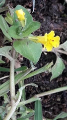 Erythranthe glabrata, photograph author not stated, no rights reserved