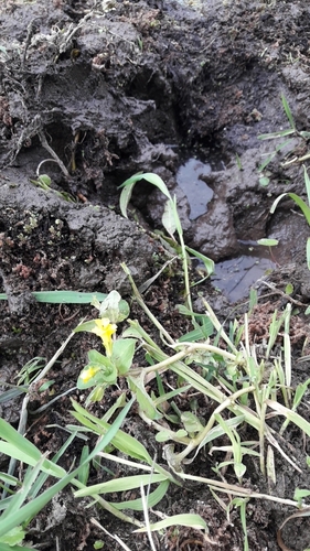 Erythranthe glabrata, photograph 5