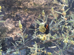 Pygodasis ephippium ephippium