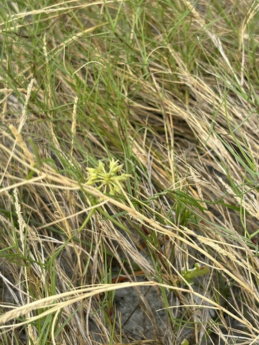 Gulf Coast Swallow-wort (Pattalias palustris)