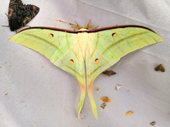 Actias