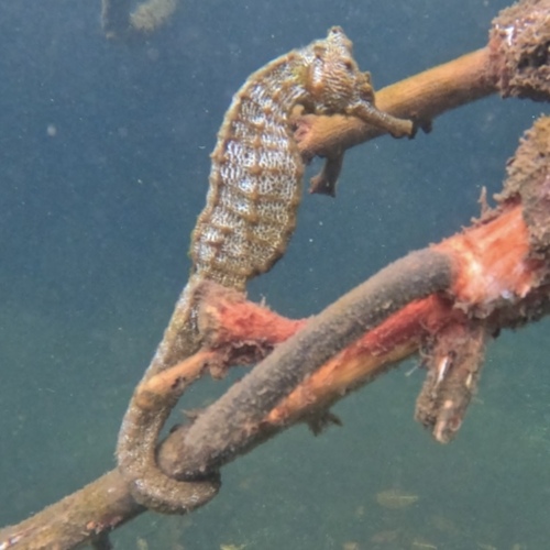 Pacifisch zeepaardje (Hippocampus ingens) — Syngnathidae