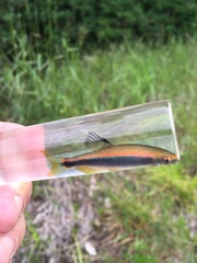 Pteronotropis hypselopterus