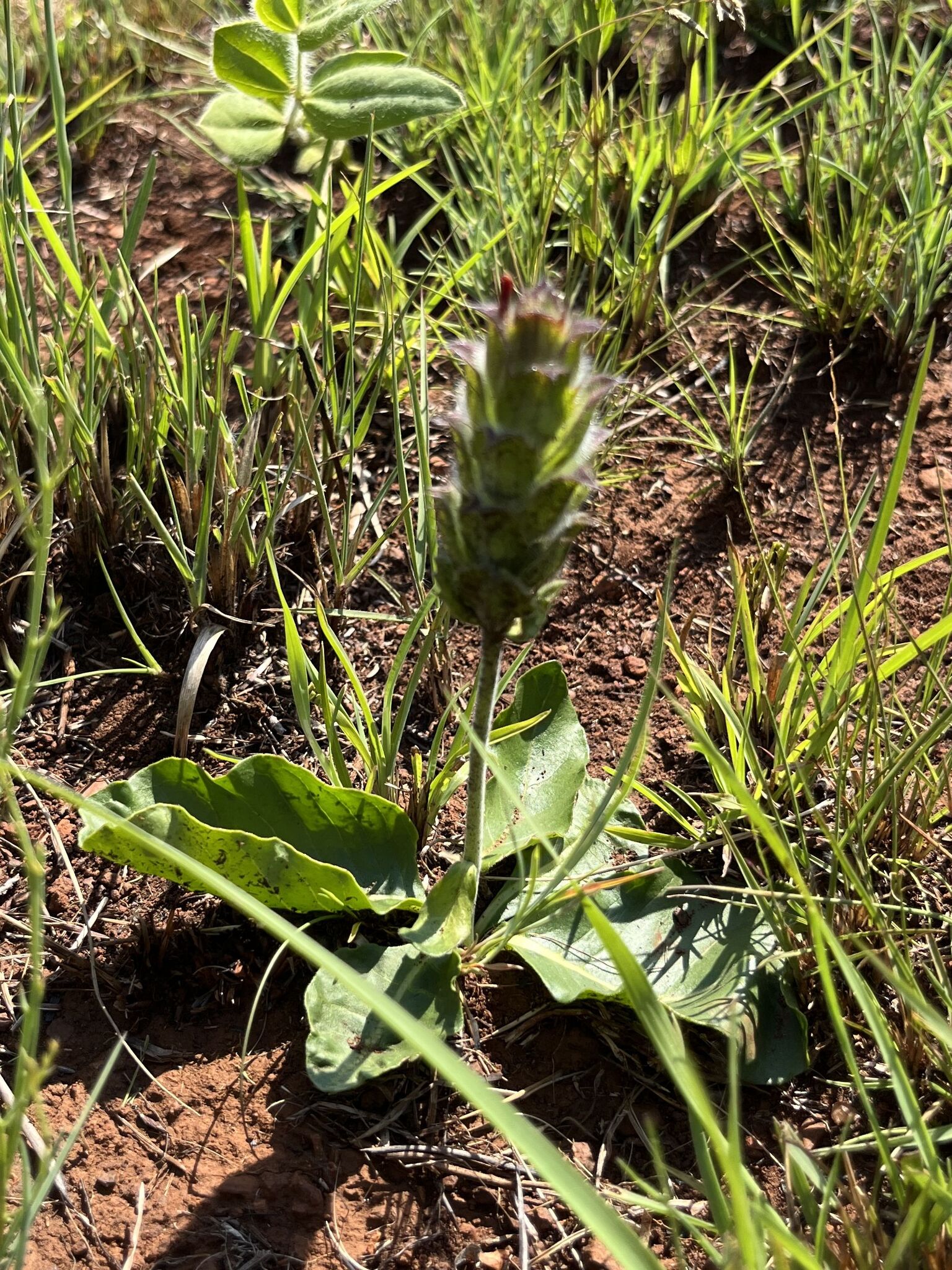 Sabi Crossandra (Crossandra mucronata)