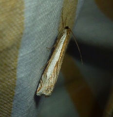 Crambus occidentalis