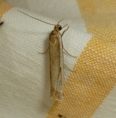 Crambus occidentalis