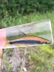 Pteronotropis hypselopterus