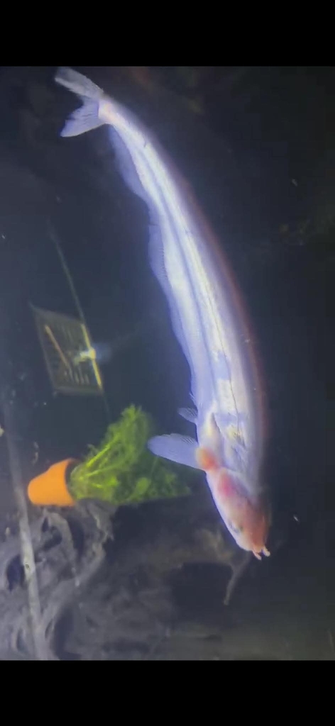 Club-barbel Sheatfish