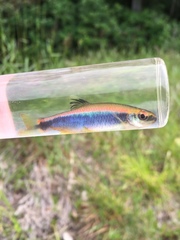 Pteronotropis hypselopterus