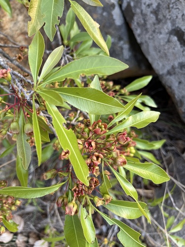 Grassland Ochna (Ochna confusa)