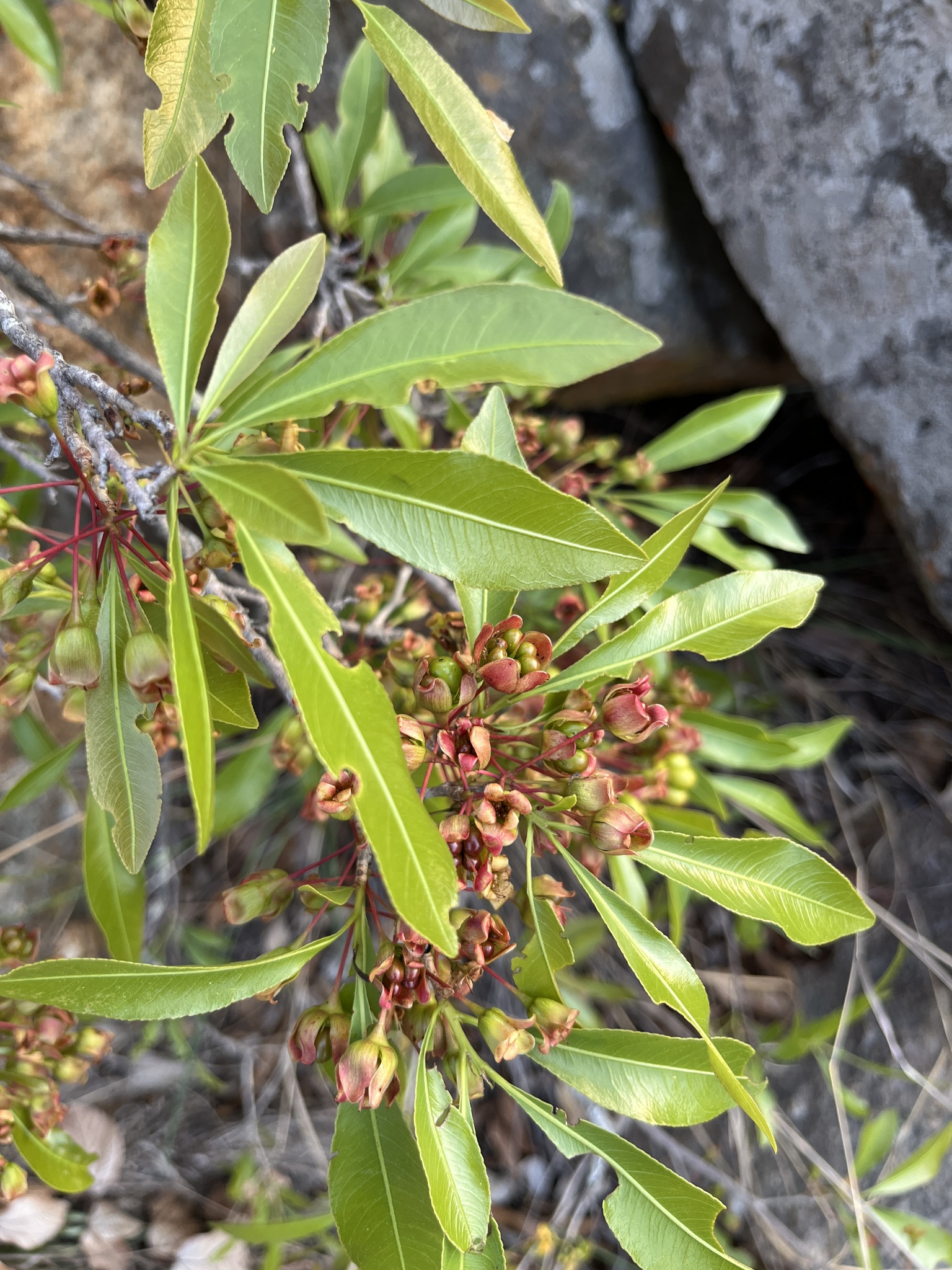 Grassland Ochna (Ochna confusa)