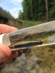 Pteronotropis hypselopterus