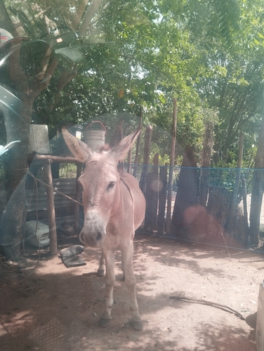 Donkey