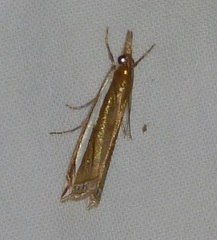 Crambus sperryellus