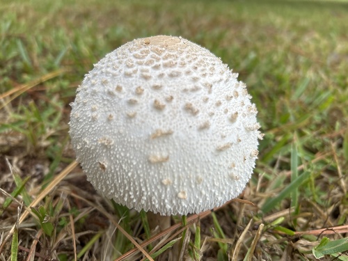 Shaggy Parasol