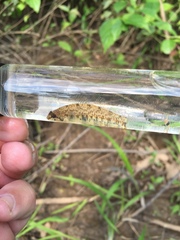 Etheostoma stigmaeum