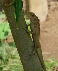 Calotes versicolor