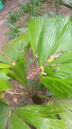 toquilla palm