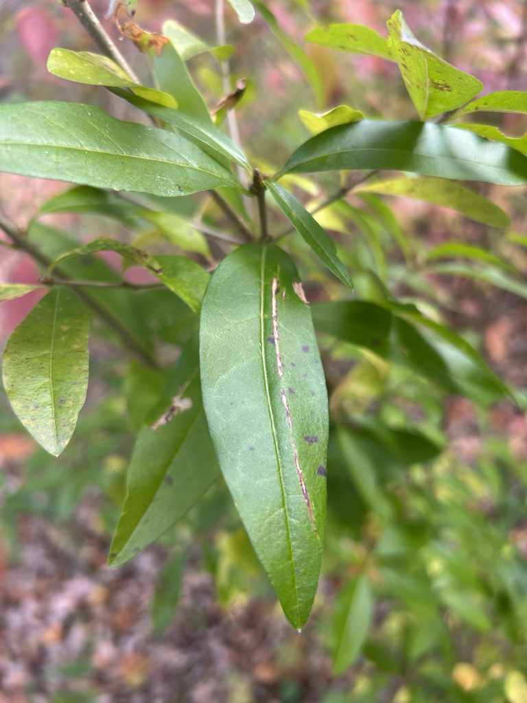 Ligustrum 'Lemon & Lime'