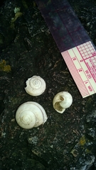 Sonorella rinconensis