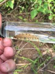 Etheostoma stigmaeum