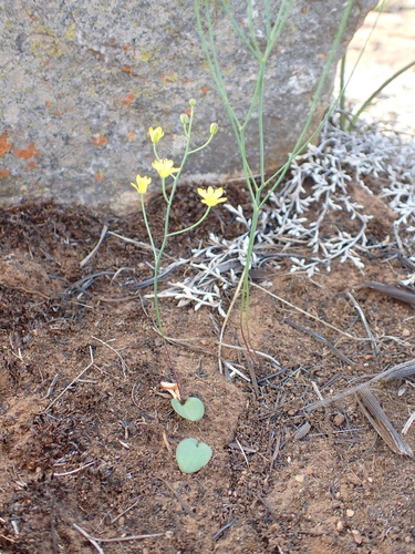 Redsheath Woolseed (Eriospermum mackenii)