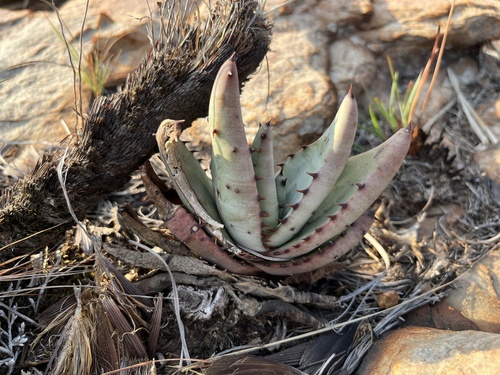 rock aloe (Aloe petricola)