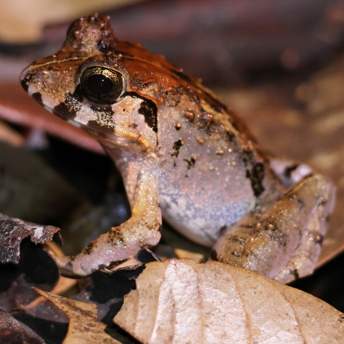 Malesian Frog