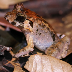 Malesian Frog