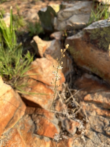 Grassveld Squill (Drimia multisetosa)