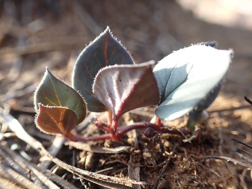 Ceropegia swazica