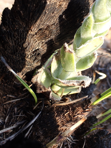 Crassula nodulosa