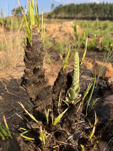 Crassula nodulosa