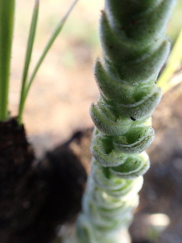 Crassula nodulosa