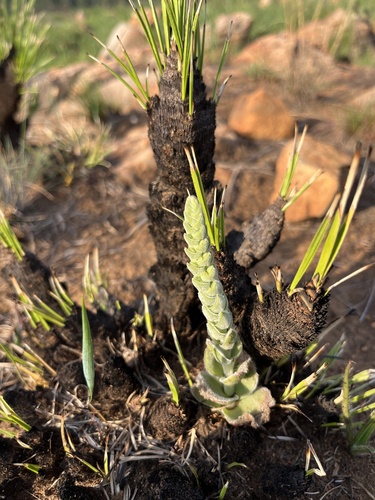 Crassula nodulosa