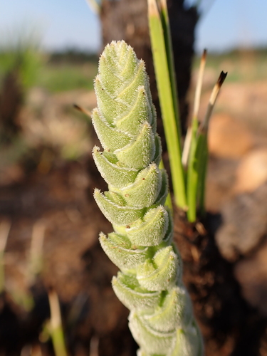 Crassula nodulosa