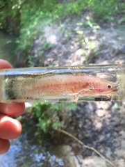 Noturus leptacanthus