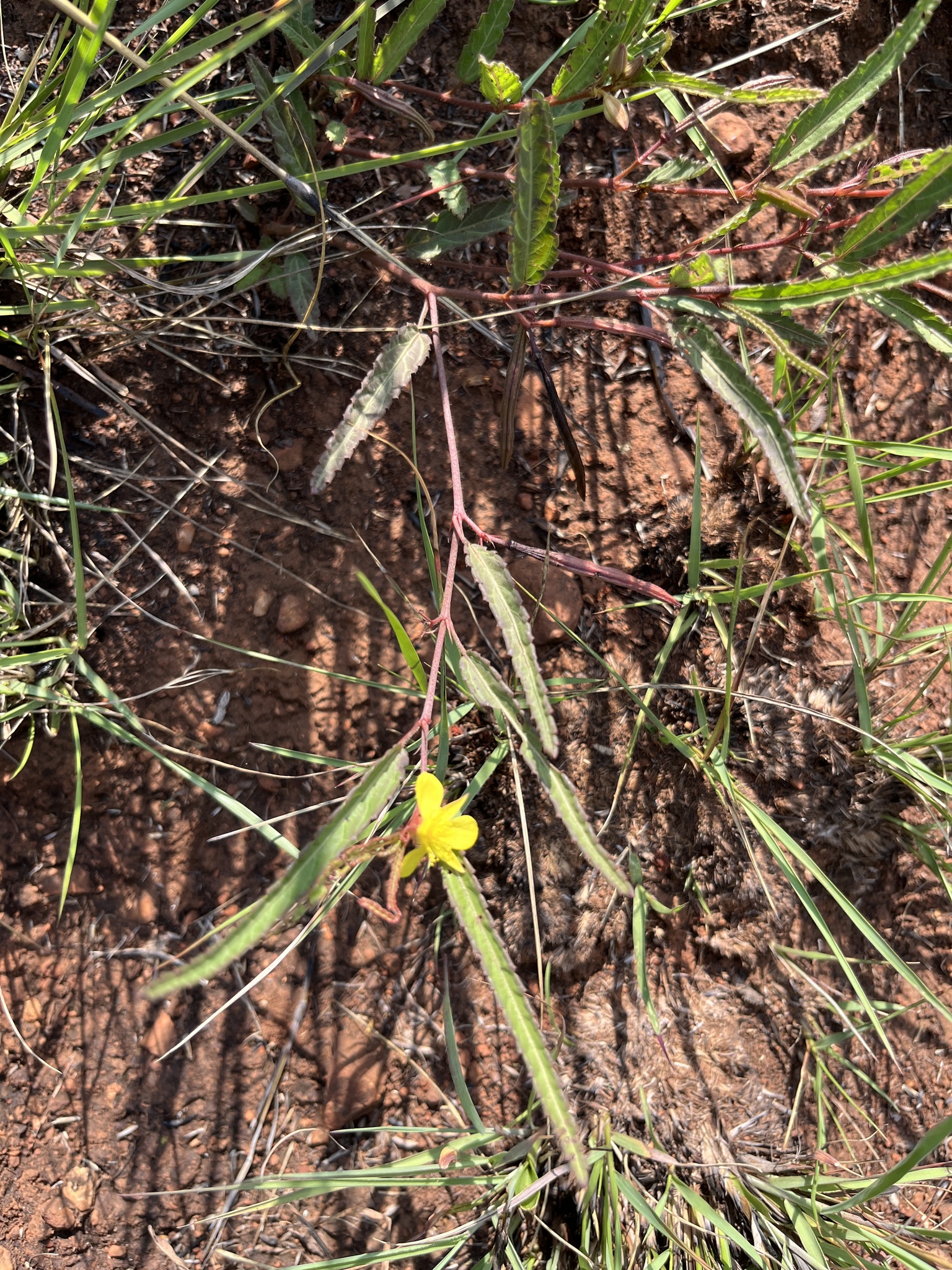 Bushveld Gusha (Corchorus confusus)