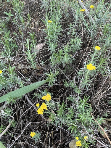 Cape Gold Everlasting (Helichrysum splendidum)