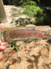 Noturus leptacanthus