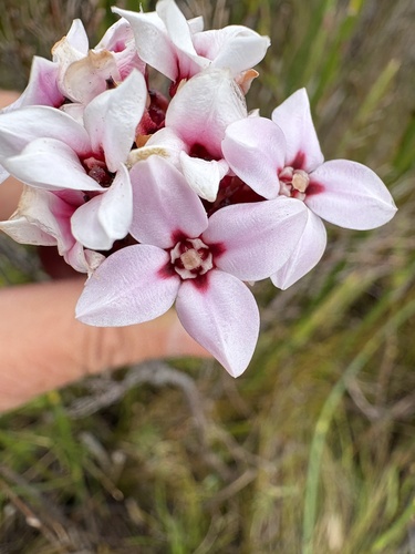 Tall Rockstar (Sonderothamnus speciosus)