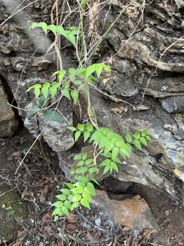 African asparagus fern (Asparagus asparagoides)