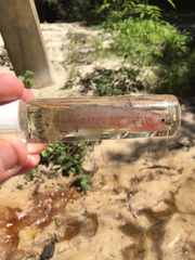 Noturus leptacanthus