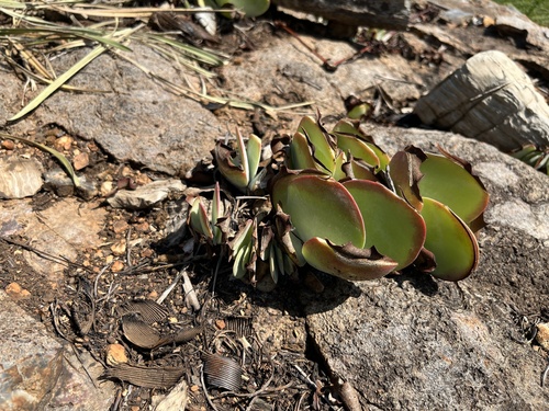 Kalanchoe luciae