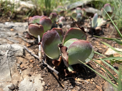 Kalanchoe luciae